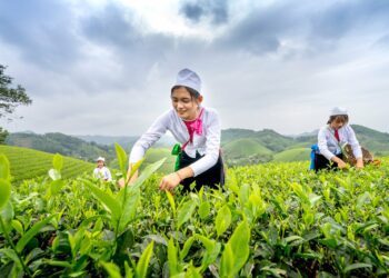 What are some examples of global food trends?